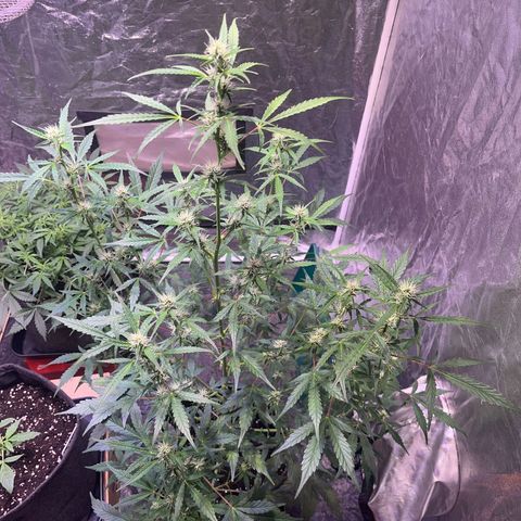 Pink Rozay #1 growlog timeline photo