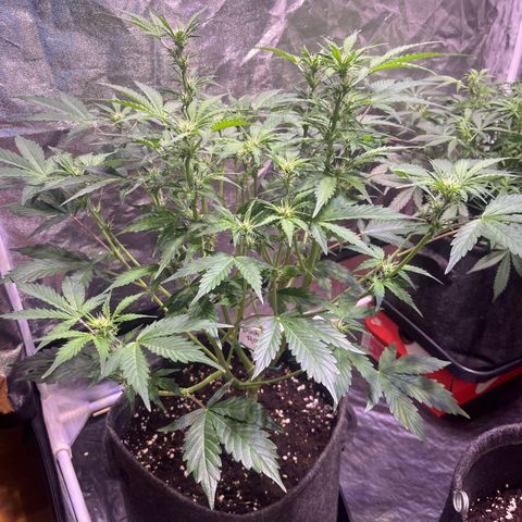 Pink Rozay #2 growlog timeline photo