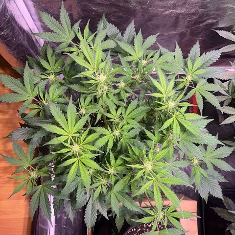 Pink Rozay #2 growlog timeline photo