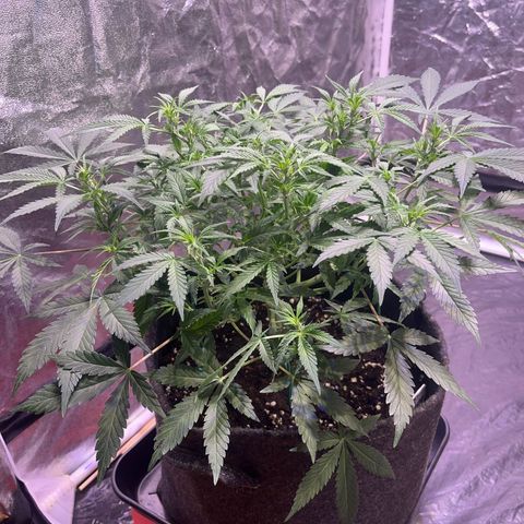 Gelonade  growlog timeline photo