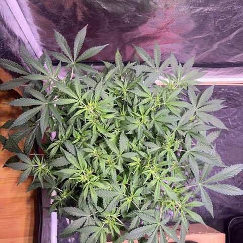 Gelonade  growlog timeline photo