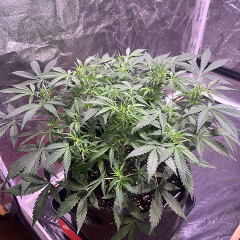Gelonade  growlog timeline photo