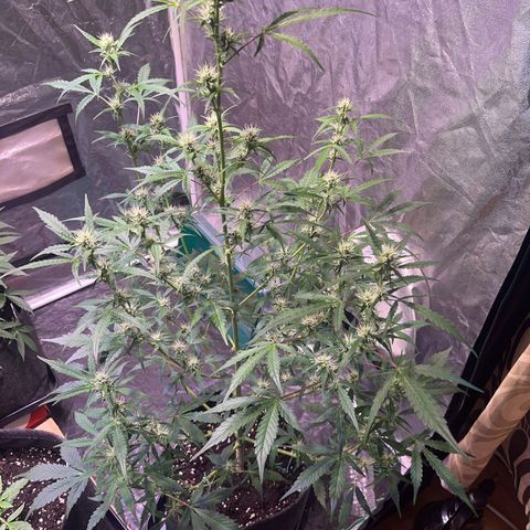 Pink Rozay #1 growlog photo: After Lollipopping