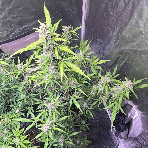 Pink Rozay #1 growlog timeline photo