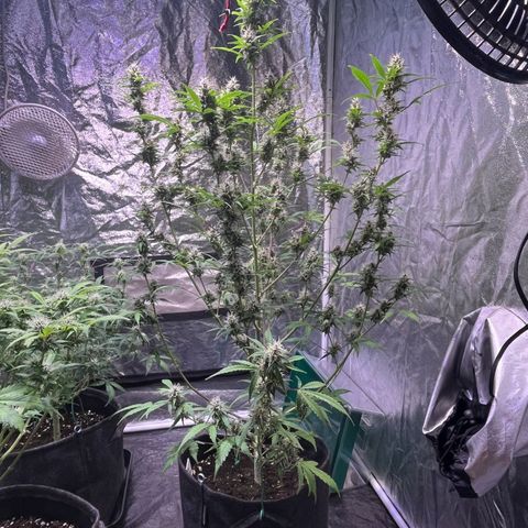 Pink Rozay #1 growlog timeline photo