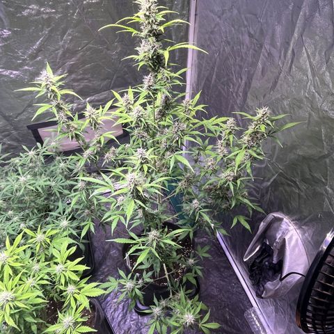 Pink Rozay #1 growlog timeline photo