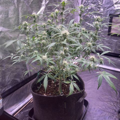 Gelonade  growlog timeline photo