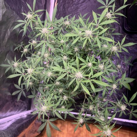 Gelonade  growlog timeline photo
