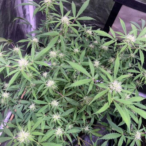 Gelonade  growlog timeline photo