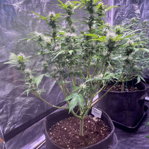 Pink Rozay #2 growlog timeline photo