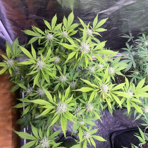 Pink Rozay #2 growlog timeline photo