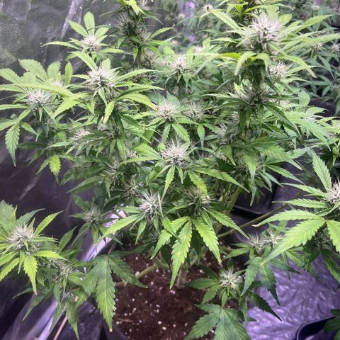 Pink Rozay #2 growlog timeline photo