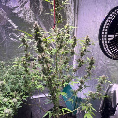 Pink Rozay #1 growlog timeline photo