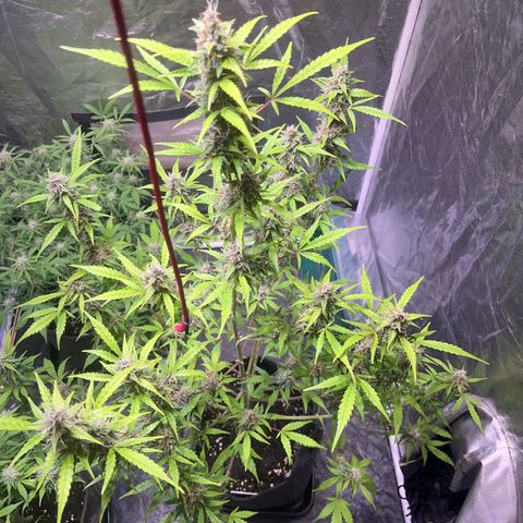 Pink Rozay #1 growlog timeline photo