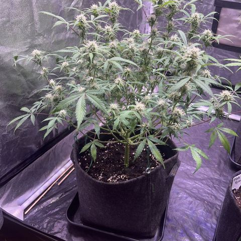 Gelonade  growlog timeline photo