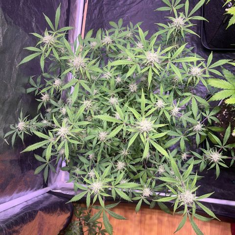 Gelonade  growlog timeline photo