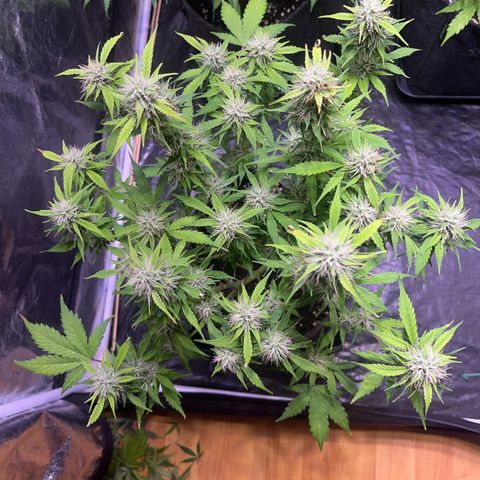Pink Rozay #2 growlog timeline photo