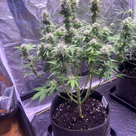 Pink Rozay #2 growlog timeline photo
