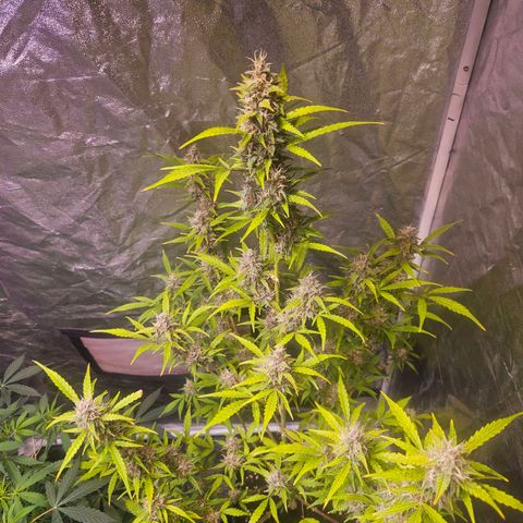 Pink Rozay #1 growlog timeline photo