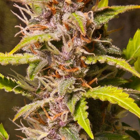 Pink Rozay #1 growlog timeline photo