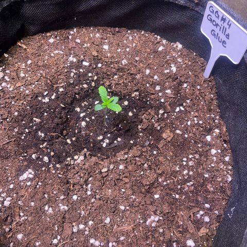 Gorilla Glue growlog timeline photo