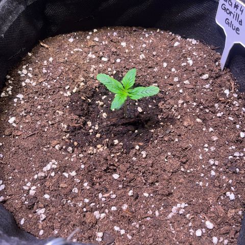 Gorilla Glue growlog timeline photo