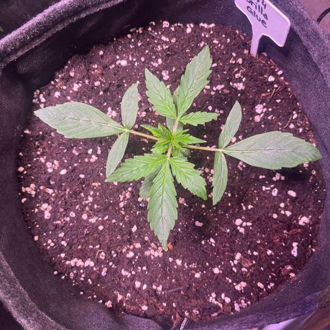 Gorilla Glue growlog timeline photo