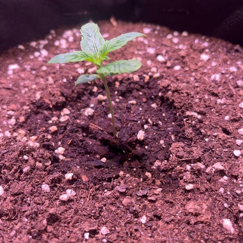 Gorilla Glue growlog timeline photo
