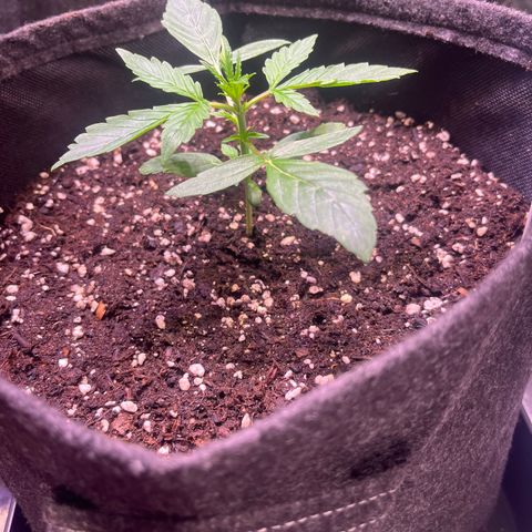 Gorilla Glue growlog timeline photo