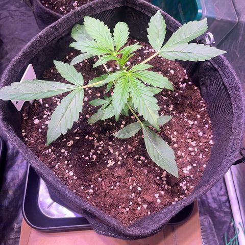 Gorilla Glue growlog timeline photo