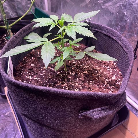 Gorilla Glue growlog timeline photo