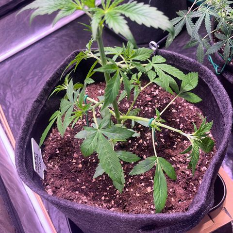 Gorilla Glue growlog timeline photo