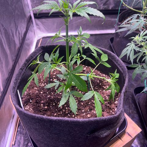 Gorilla Glue growlog timeline photo