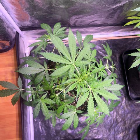 Gorilla Glue growlog timeline photo
