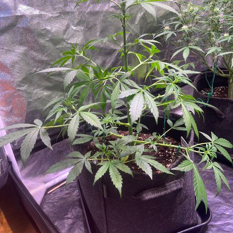 Gorilla Glue growlog timeline photo
