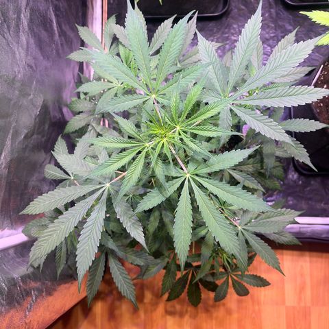 Gorilla Glue growlog timeline photo