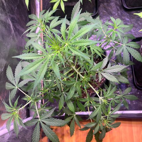 Gorilla Glue growlog timeline photo