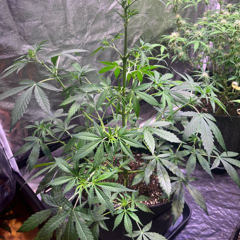 Gorilla Glue growlog timeline photo