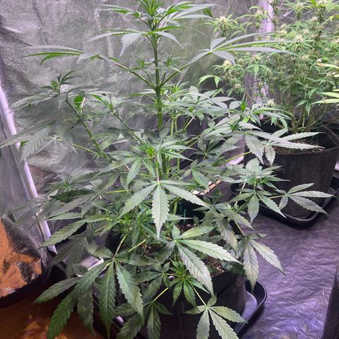Gorilla Glue growlog timeline photo