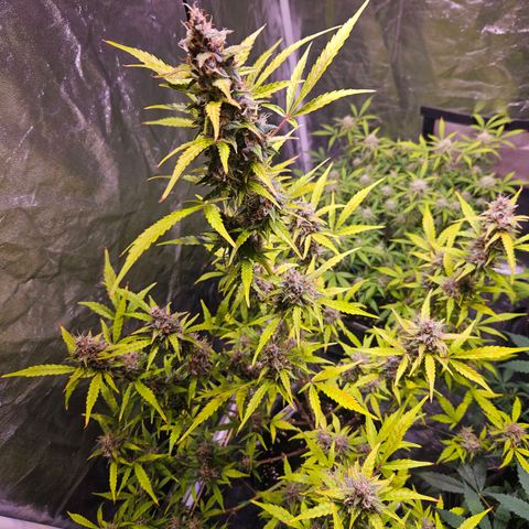 Pink Rozay #1 growlog timeline photo
