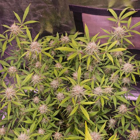 Gelonade  growlog timeline photo