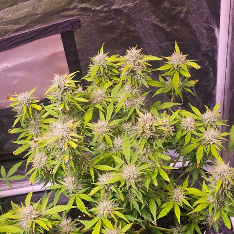 Pink Rozay #2 growlog timeline photo
