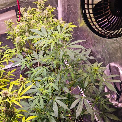 Gorilla Glue growlog timeline photo