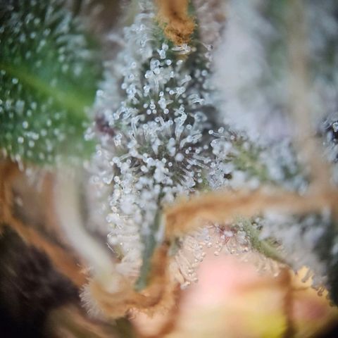 Pink Rozay #1 growlog timeline photo