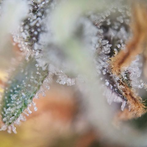 Pink Rozay #1 growlog timeline photo