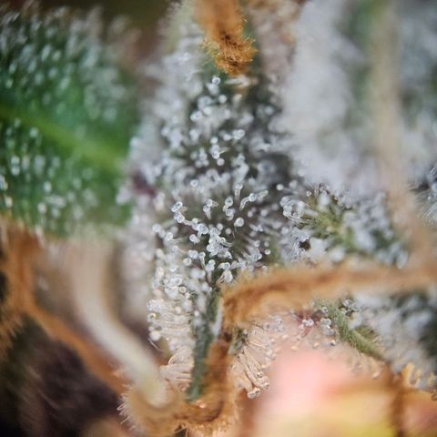 Pink Rozay #1 growlog timeline photo