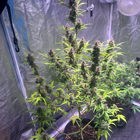 Pink Rozay #1 growlog timeline photo