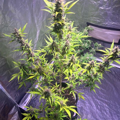 Pink Rozay #1 growlog timeline photo