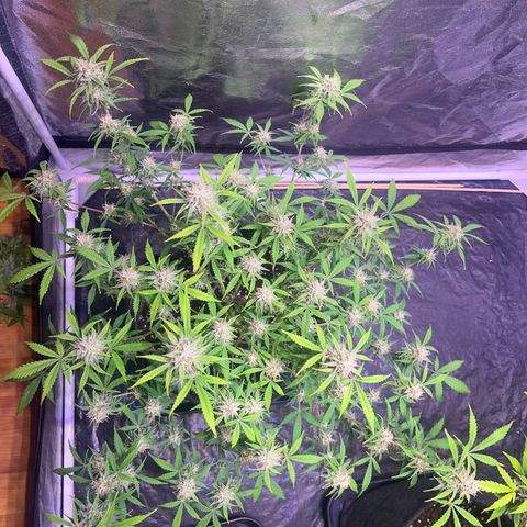 Gelonade  growlog timeline photo