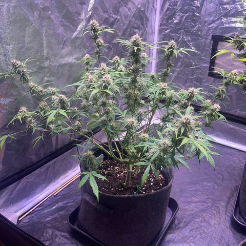 Gelonade  growlog timeline photo